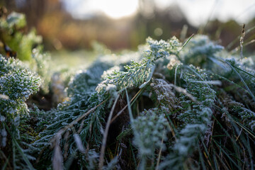 Frozen grass in morning sun 4