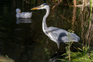 great blue heron