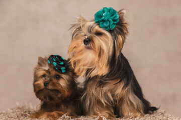 beautiful picture of two yorkshire terrier dogs posing