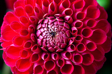 Dahlia flower close-up. Detailed Beautiful red Dahlia flower close up. Flower background Dahlia fermain. Macro flower texture