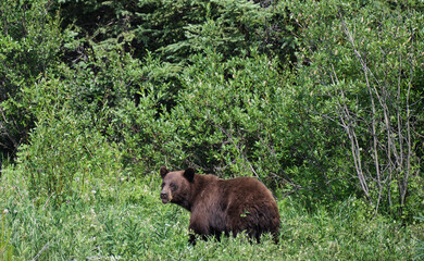 Fototapeta na wymiar Foraging and feeding Black Bears on the Alaska Highway in British Columbia
