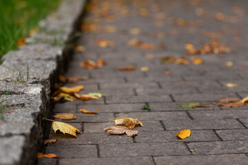 Alley in autumn. Fallen orange leaves on the road