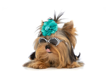 little yorkshire terrier dog wearing sunglasses and licking his mouth