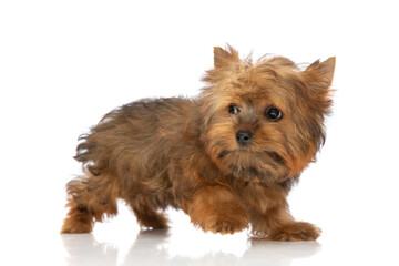 yorkshire terrier dog walking away and looking behind