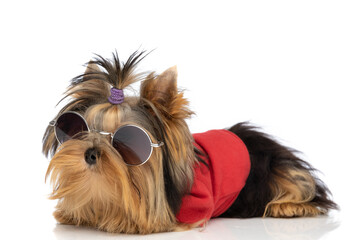 yorkshire terrier dog wearing sunglasses and cloth