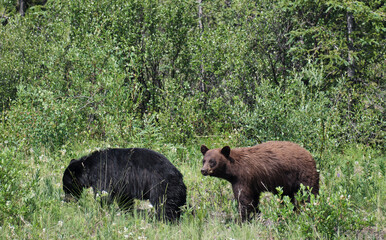 Obraz na płótnie Canvas Foraging and feeding Black Bears on the Alaska Highway in British Columbia
