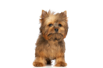 little yorkshire terrier dog posing and standing
