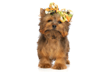 yorkshire terrier dog wearing colorful bow and posing