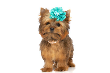 yorkshire terrier dog wearing pearls and a blue flower