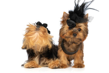 two little yorkshire terrier dogs wearing black hats
