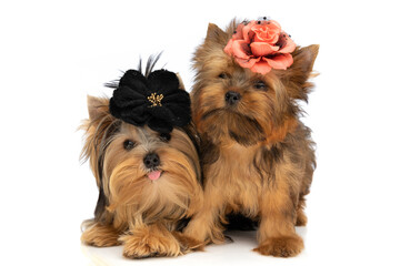 little yorkshire terrier dogs wearing black and red flowers