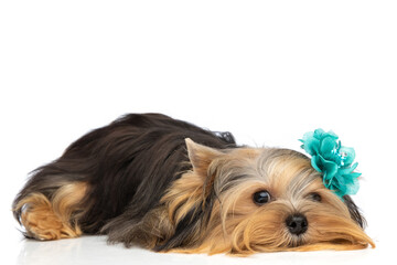 yorkshire terrier dog wearing blue flower and laying down