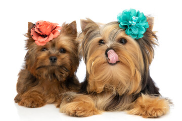 yorkshire terrier dogs wearing flowers and licking mouth