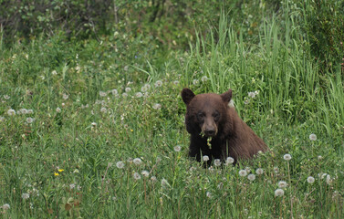 Foraging and feeding Black Bears on the Alaska Highway in British Columbia - 535328764