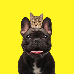 sneaky little cat hiding between a french bulldog's ears