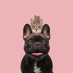 french bulldog dog carrying on his shoulders a metis cat