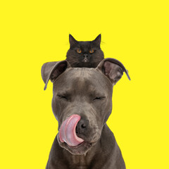 cat sitting on shoulders of a an Amstaff dog