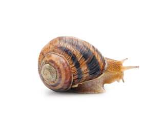 Edible roman snail (Helix pomatia, Burgundy or escargot) with brown striped shell isolated on white background	