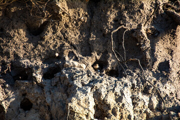 Sand Martin chicks in nesting holes on the cliffs