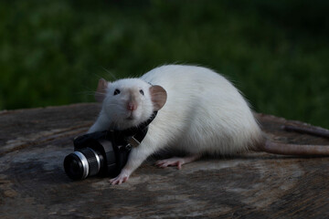 A white rat with a toy camera looks directly into the camera