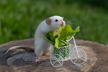 A white rat holds a basket with a green salad on a green background