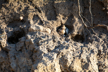Sand Martin chicks in nesting holes on the cliffs