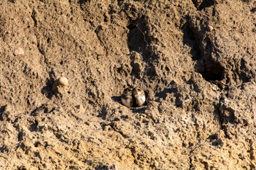 Sand Martin chicks in nesting holes on the cliffs