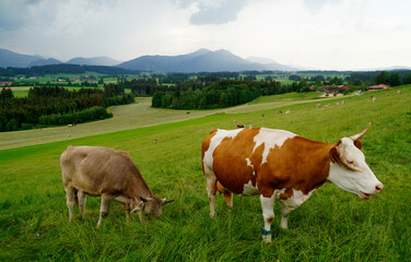 Fototapeta na wymiar cows grazing on the alpine meadows of the scenic Rueckholz district in the Bavarian Alps in Ostallgaeu, Bavaria, Germany