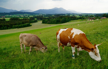 Fototapeta na wymiar cows grazing on the alpine meadows of the scenic Rueckholz district in the Bavarian Alps in Ostallgaeu, Bavaria, Germany