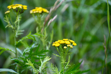 Tansy is blooming. Beautiful yellow inflorescences on a green natural background. Insect aphids on plants.