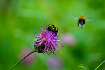 Bumblebee on a flower. Close-up. Green background. There is a flying insect in the background.