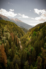 Wooded Valley in the Alps