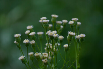 Melkolepestnik is caustic. A small wild plant of Europe. Close-up.