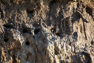 Sand Martin chicks in nesting holes on the cliffs