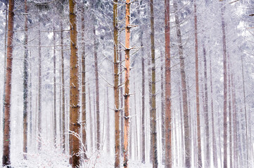 Trees after a snowstorm