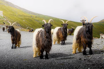 Fotobehang Goats looking at you © Lars Gebraad
