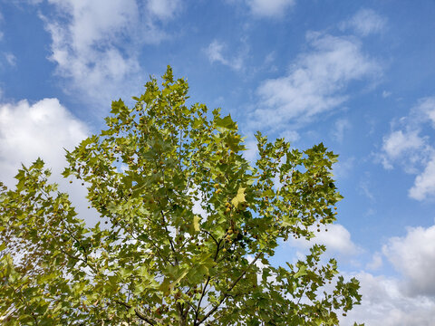 Plane tree in Baia Mare city. Platanus occidentalis