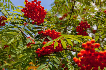 Red rowan berries in the forest