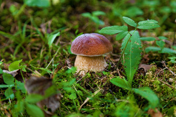 picking mushrooms in the forest