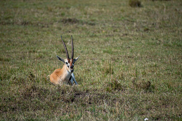 impala lying in the savannah