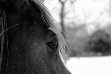 Mare horse head with winter snow background, eye of equine closeup.
