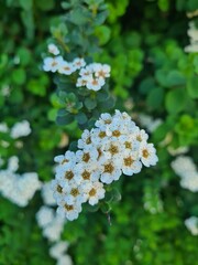white flowers in the garden