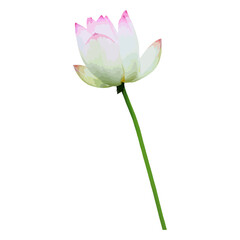 Beautiful Watercolor Lotus, flower water lily 