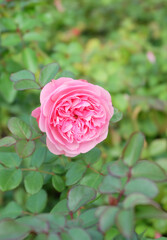 Pale pink English rose  among green foliage in a flower bed, selective focus, vertical orientation.