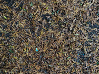 Autumn ground in the woodlands.