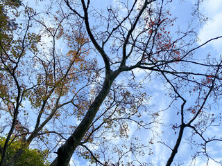 Autumn, looking up tall trees loosing leaves.