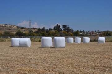 Obraz premium The beautiful Wheat in farmland