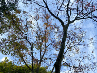 Acers in Autumn. Last remaining leaves. Autumn colours against the soft blue sky.