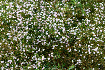 Fototapeta premium Hazy wildflowers on an autumn windy day.