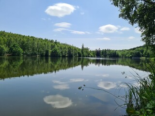 Fototapeta premium reflection of trees in lake